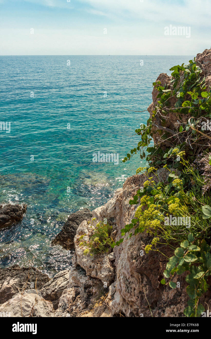 Vegetation auf der adriatischen Küste in Sveta Nedilja, Insel Hvar, Kroatien Stockfoto