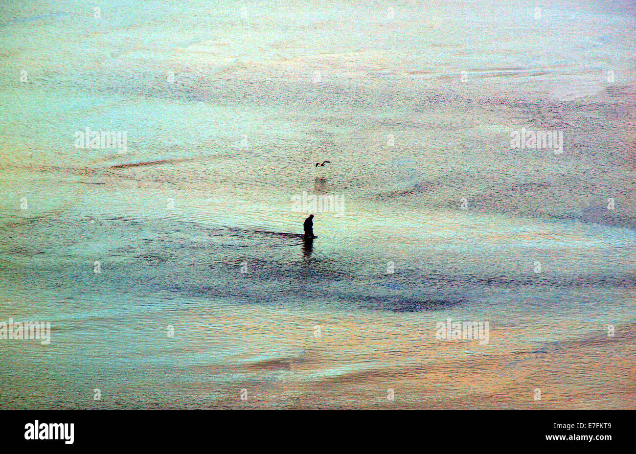 Fischer bei Ebbe in einem Frühsommer Morgen auf der Suche nach Wirbellosen wie ein Seevogel nimmt Flug auch in der Nähe der Küste. Stockfoto