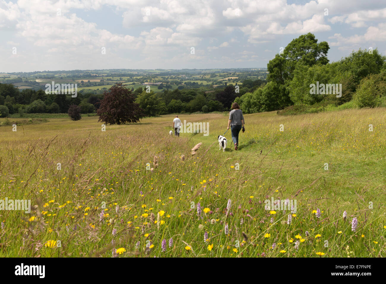 Bromyard Downs mit Sommer wilde Blumen, Bromyard, Worcestershire, England, Vereinigtes Königreich Stockfoto