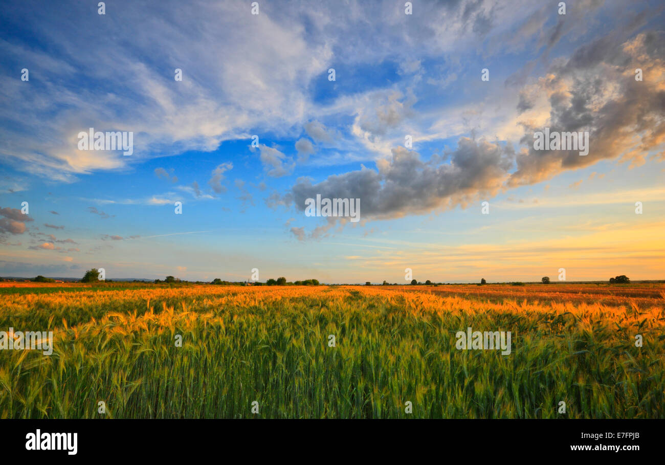 Weizenfeld bei Sonnenuntergang Stockfoto