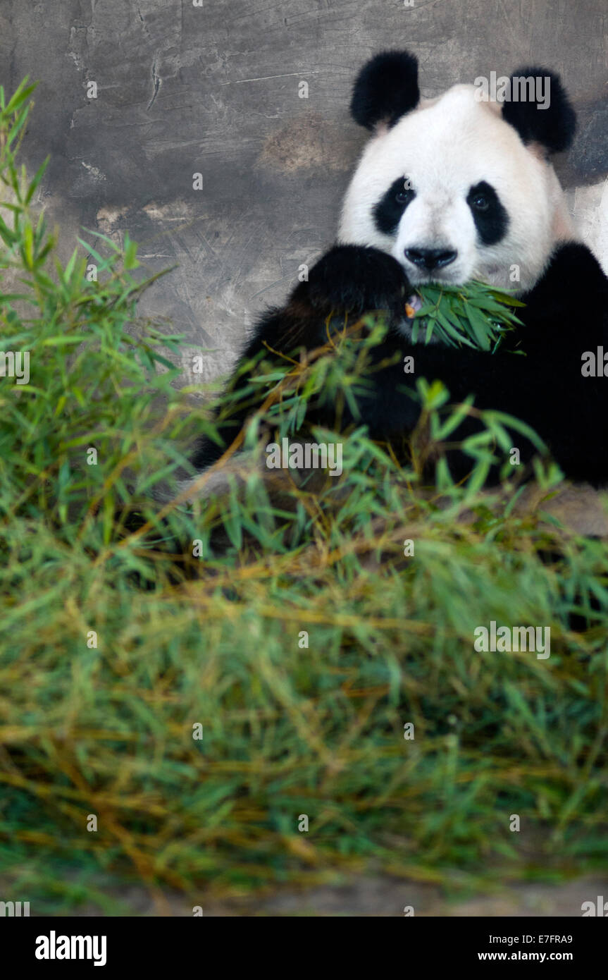 Giant Panda Bär in Shanghai, China. Der Panda (Ailuropoda Melanoleuca, beleuchtet. "schwarze und weiße Katze-Fuß"; Dàxióngmāo, auch bekannt Stockfoto