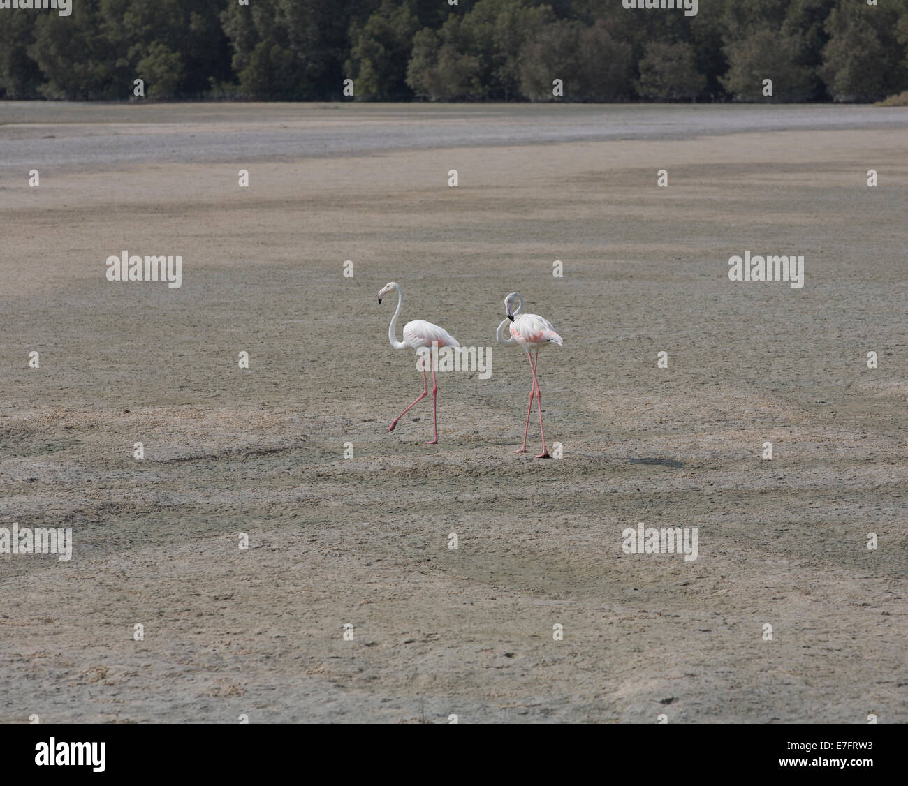 Flamingos in der Ras Al Khor Wildlife Sanctuary in Dubai Stockfoto