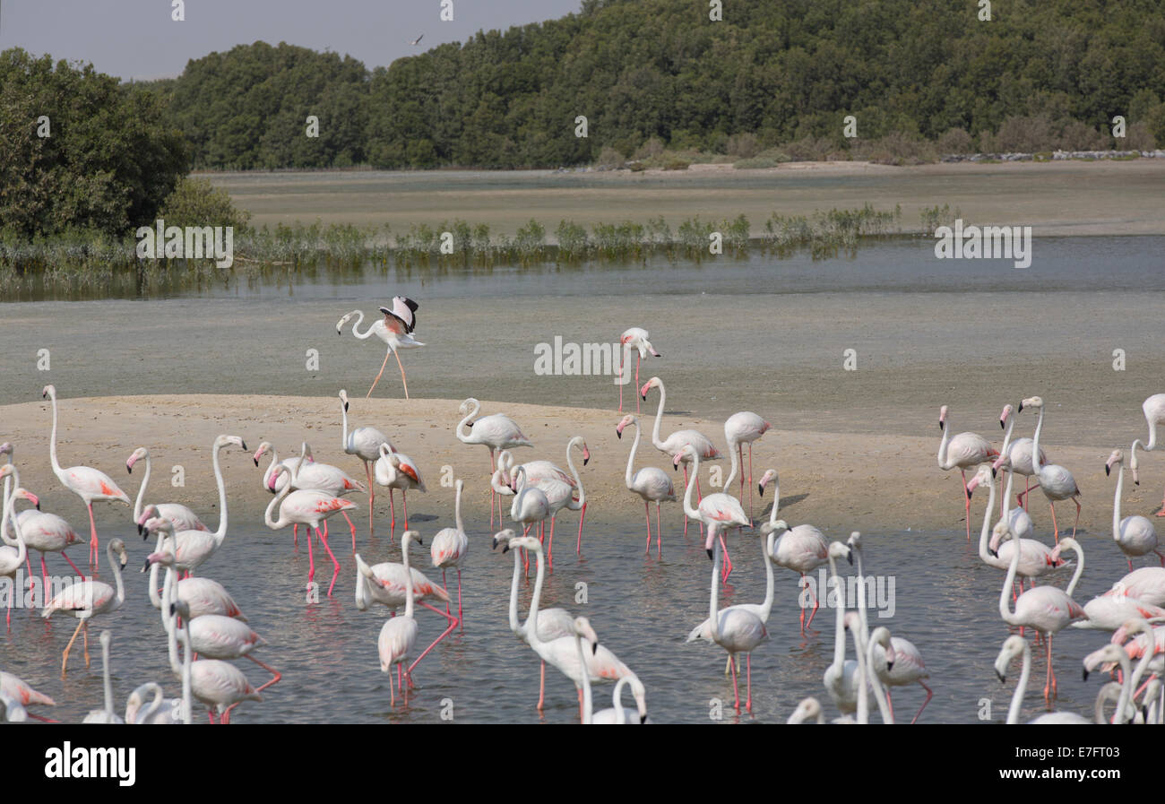 Flamingos in der Ras Al Khor Wildlife Sanctuary in Dubai Stockfoto