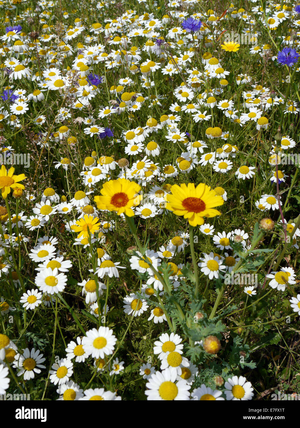 Aufrechte Blick auf wilde Sommerblumen wachsen in Wiese Stockfoto