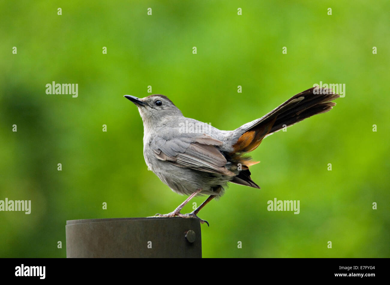 Graues Catbird in Louisville Kentucky Stockfoto