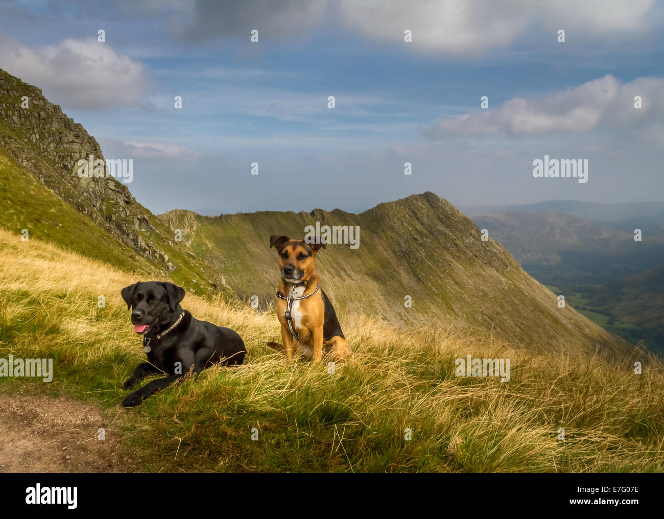 Zwei Hunde mit Schreitenden Flanke auf Helvellyn Schärmen mit Menschen, Lake District, Großbritannien Stockfoto