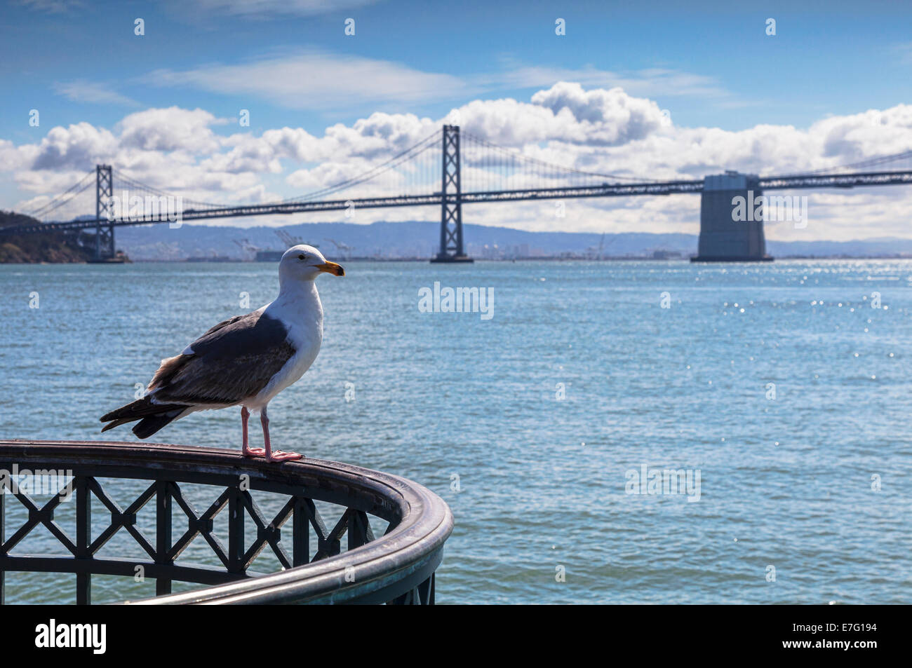 San Francisco Bay, eine Möwe auf einer Schiene, die Bay Bridge im Hintergrund thront. Möwe im Mittelpunkt. Stockfoto