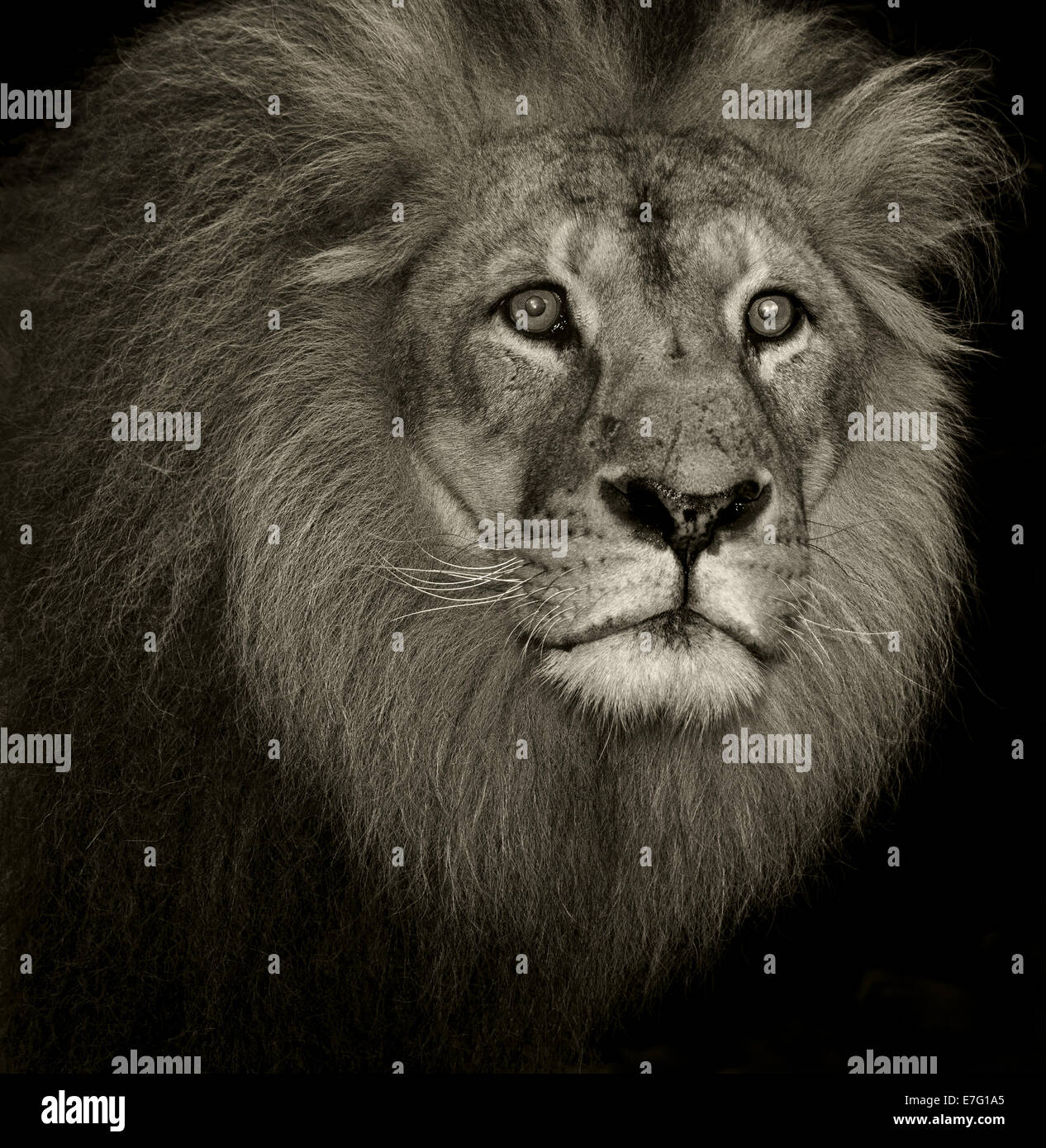Löwe mit verwirrten Blick Stockfoto