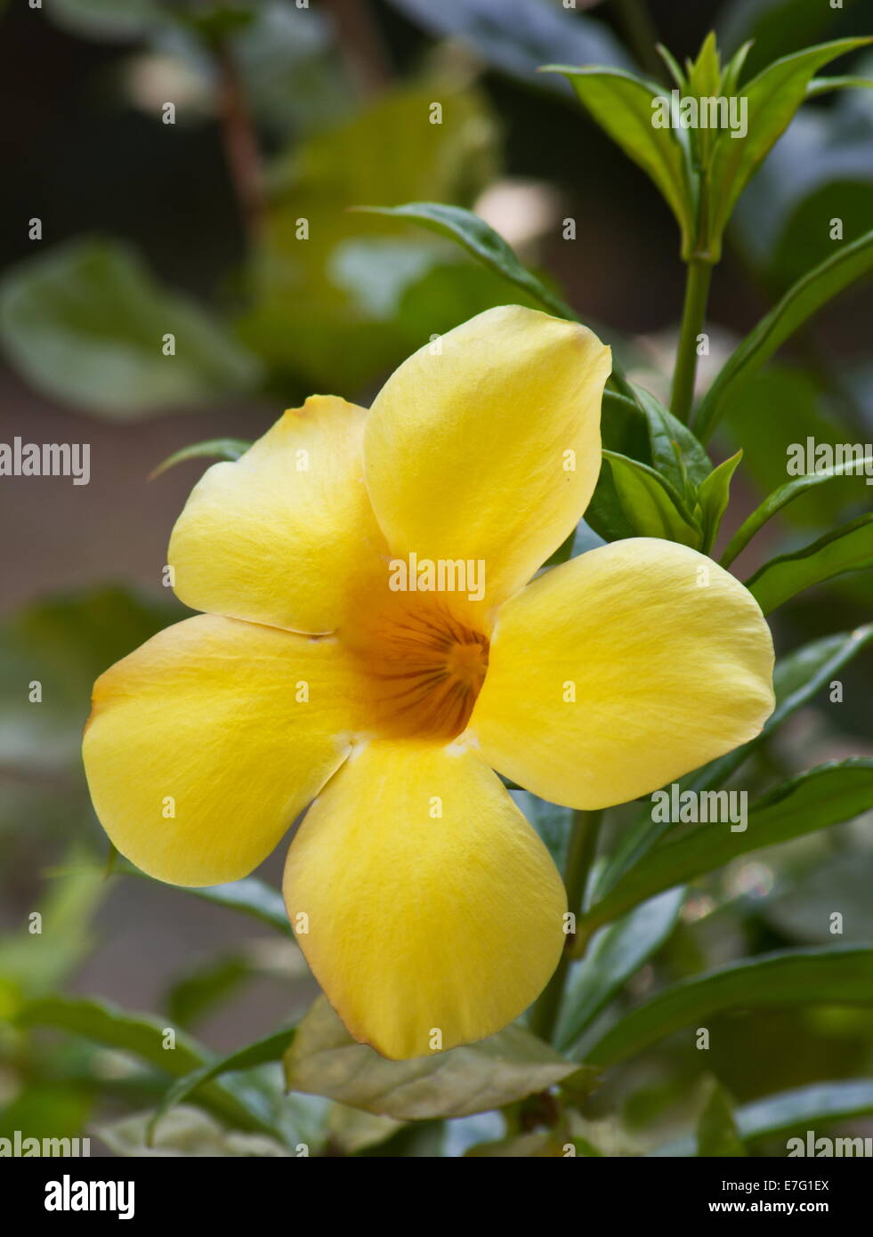 Gelbe Allamanda (Allamanda Cathartica) Blume Stockfoto