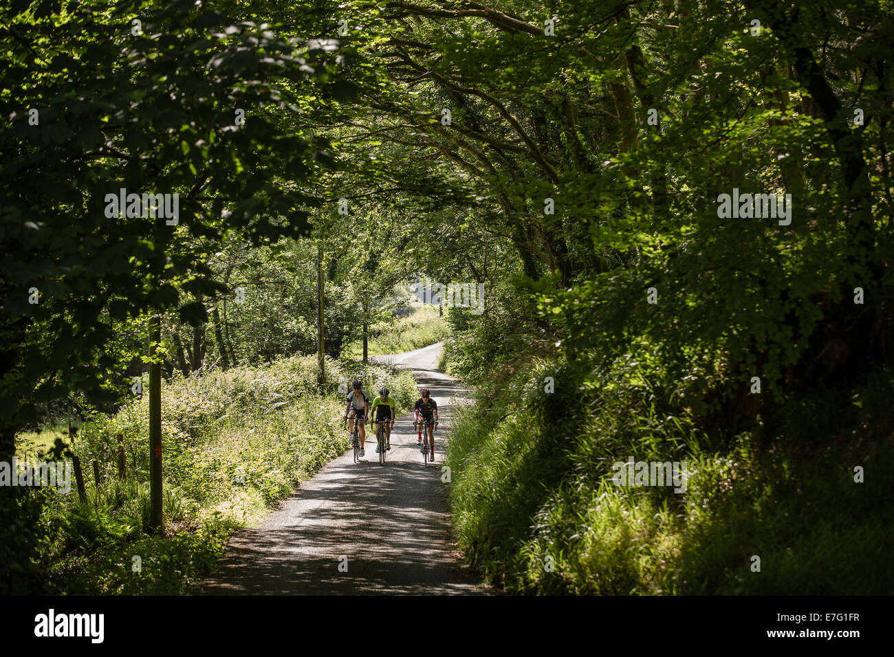 Drei Radfahrer einen schattigen Waldweg in Pembrokeshire, Wales Stockfoto