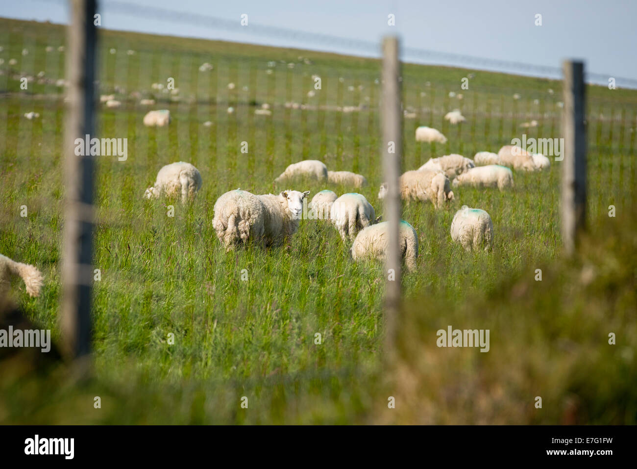 Grasender Schafe gesehen durch einen Zaun in Pembrokeshire, Wales Stockfoto