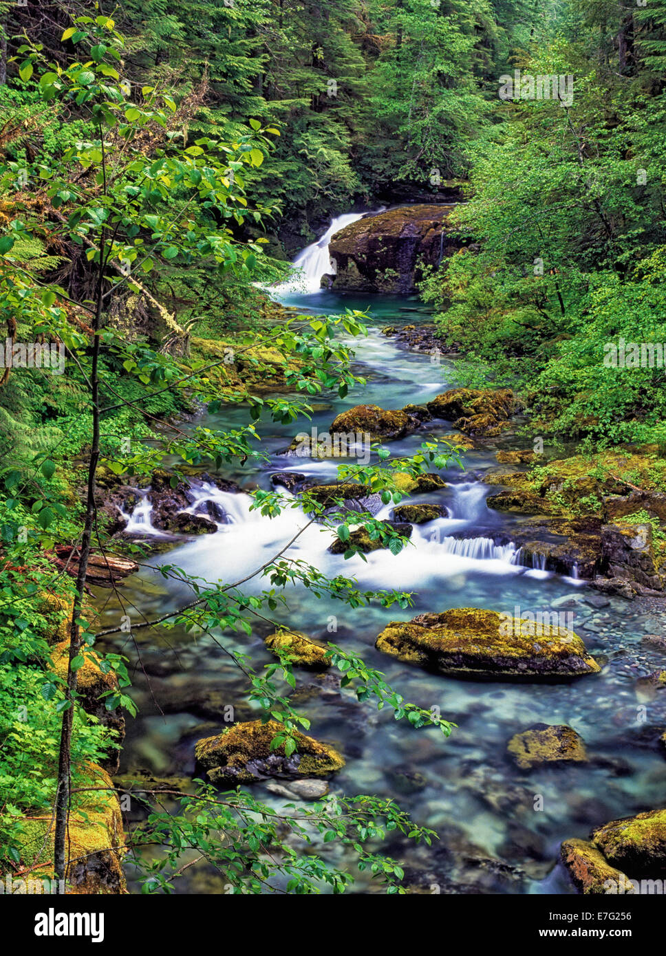 Oregons Opal Creek Wilderness Area besteht aus vielen Wasserfälle und unberührte Wasser. Stockfoto