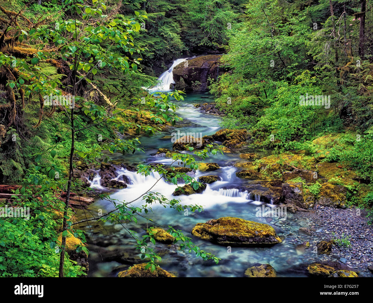 Oregons Opal Creek Wilderness Area besteht aus vielen Wasserfälle und unberührte Wasser. Stockfoto