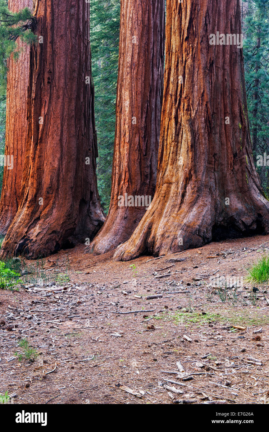 Der Mariposa Grove von gigantischen Sequoia Bäumen im kalifornischen Yosemite National Park gehören die drei Grazien. Stockfoto