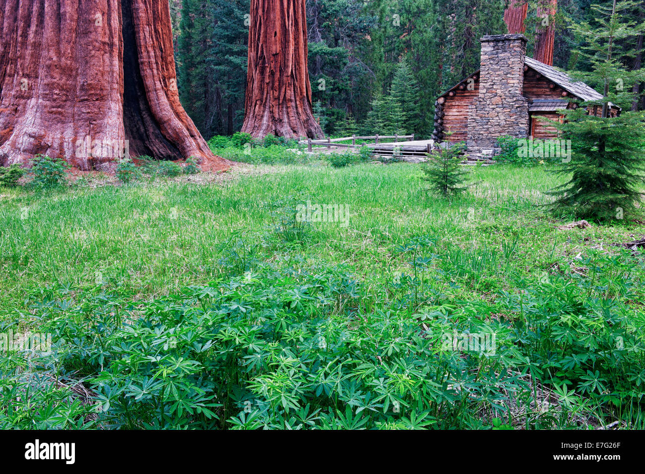 Das historische Museum Hütte entstand unter den Mariposa Grove von Giant Sequoias im kalifornischen Yosemite National Park. Stockfoto