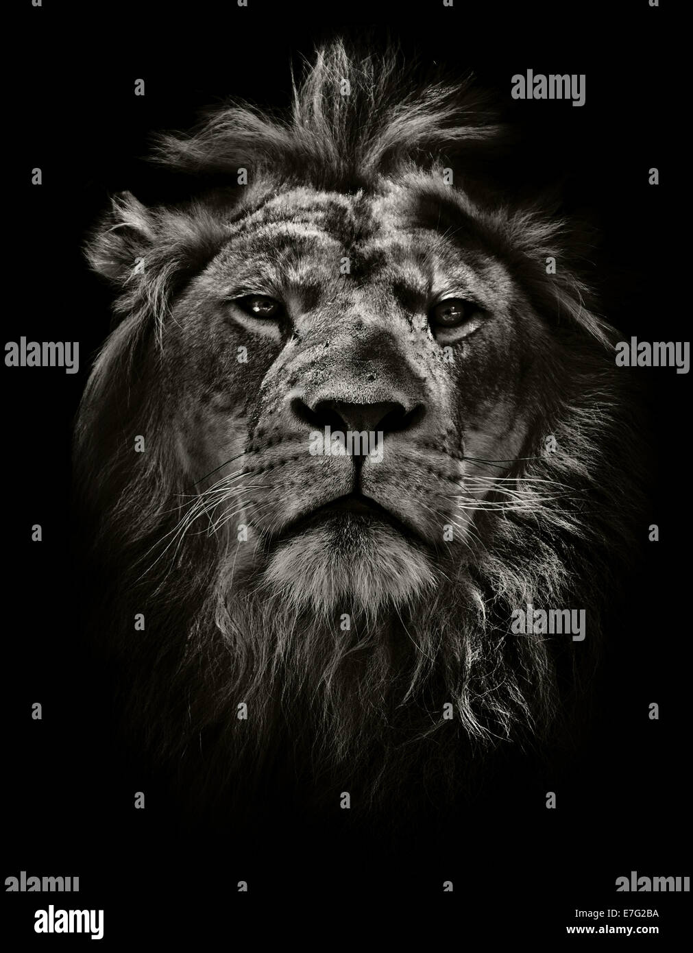 launische Löwen Porträt in schwarz / weiß Stockfoto