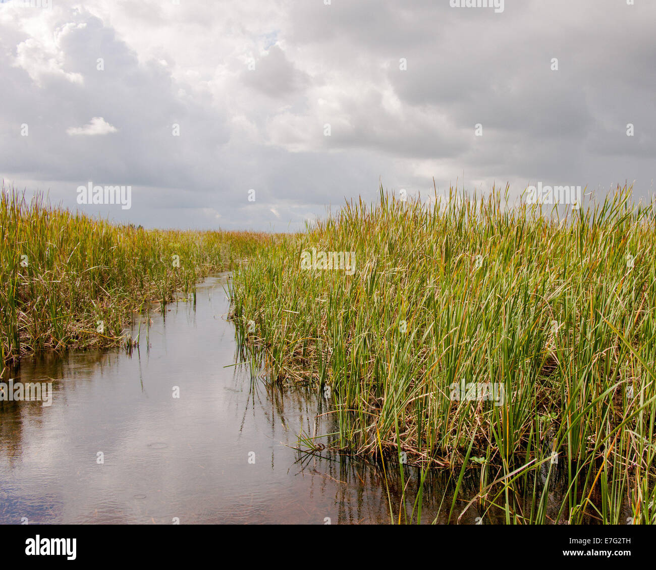 Florida, USA. 28. August 2014. Das Feuchtgebiet Ökosystem der Säge-Rasen Wiesen, Mooren und Sümpfen in der Arthur R. Marshall Loxahatchee National Wildlife Refuge, Palm Beach County, Florida, eine 147.392-Acre (596 qkm) Naturschutzgebiet und Teil des Everglades National Park, bekannt als der "Fluss des Grassâ © Arnold Drapkin/ZUMA Draht/Alamy Live News Stockfoto