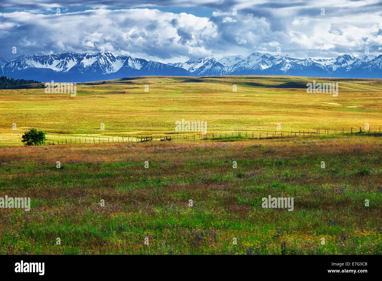 Frühling Wildblumen blühen unter NE Oregon Zumwalt Praririe erhalten mit dem Schnee bedeckt Wallowa Mountains. Stockfoto