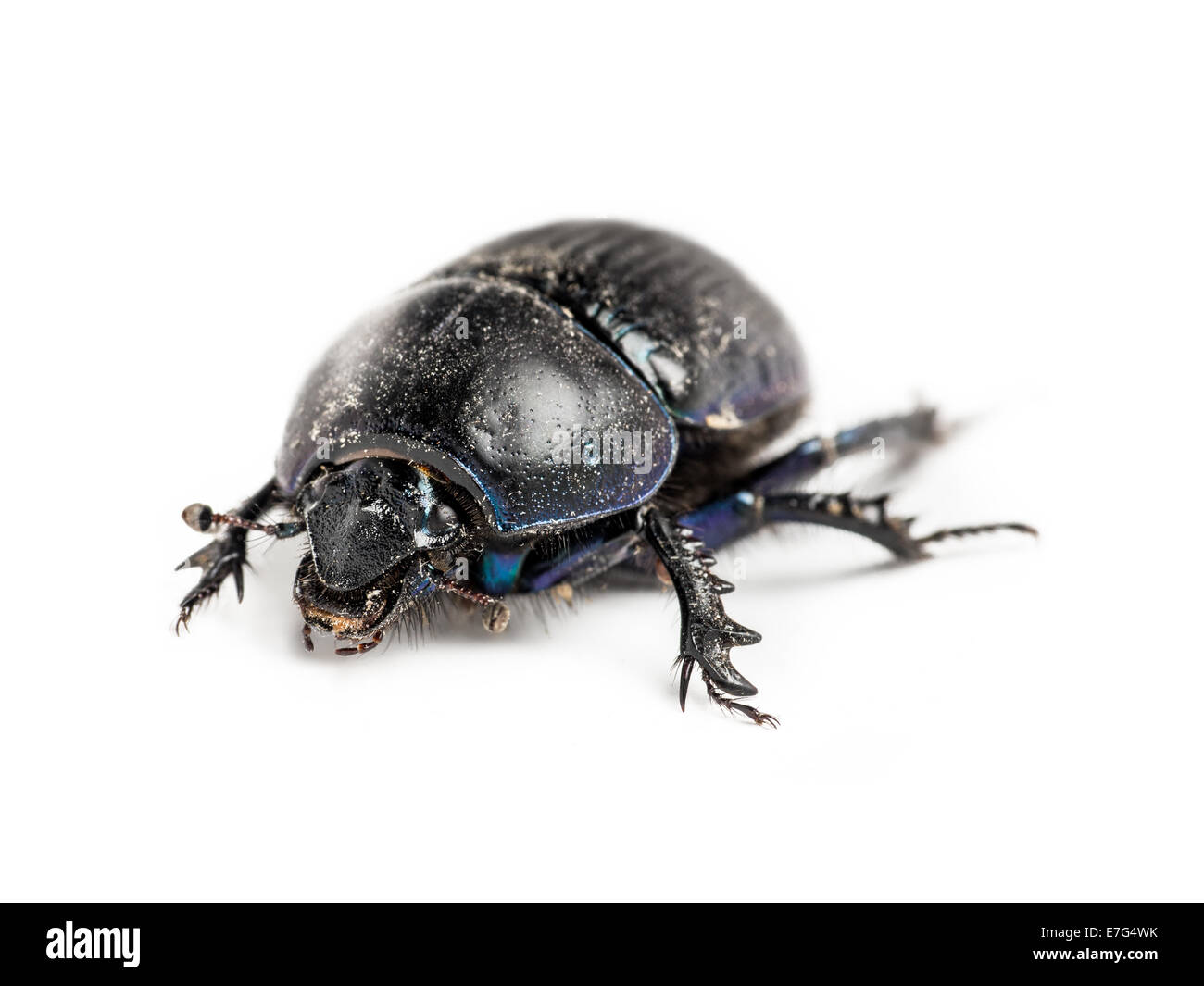 Schwarze Käfer schoss auf weißem Hintergrund Stockfoto