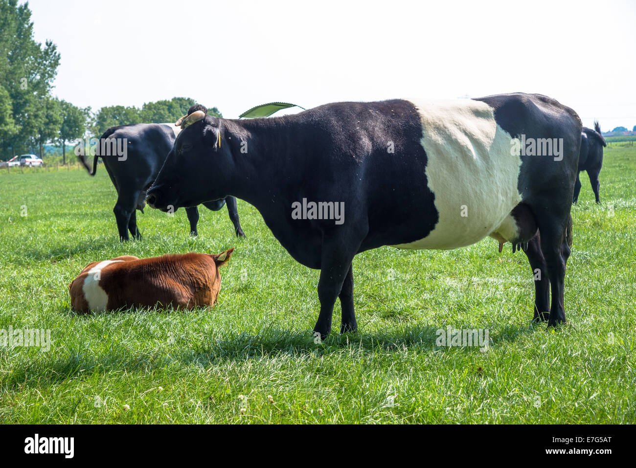 Lakenvelder Rind und Kalb in Wiese am Bauernhof in den Niederlanden Stockfoto