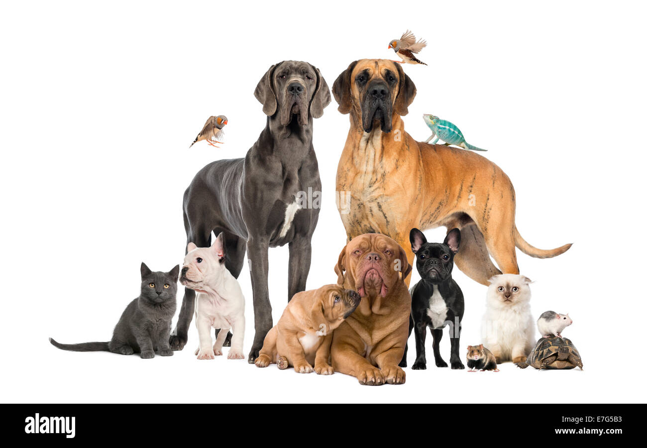 Gruppe von Haustiere - Hund, Katze, Vogel, Reptil, Kaninchen vor weißem Hintergrund Stockfoto