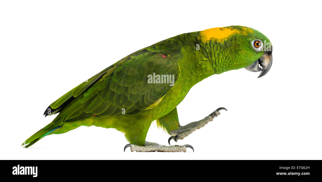 Gelb-Himalaja-Papagei (6 Jahre alt) Wandern, isoliert auf weiss Stockfoto