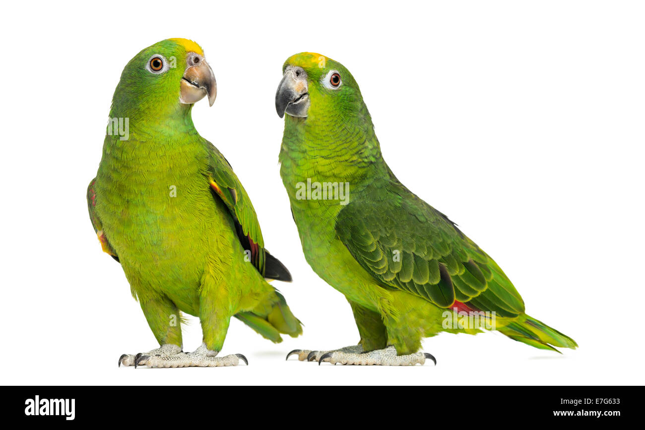 Panama Amazon und gelb gekrönte Amazon vor weißem Hintergrund Stockfoto