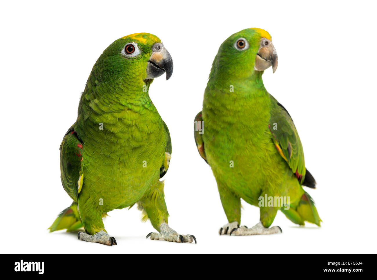 Panama Amazon und gelb gekrönte Amazon isoliert auf weiss Stockfoto