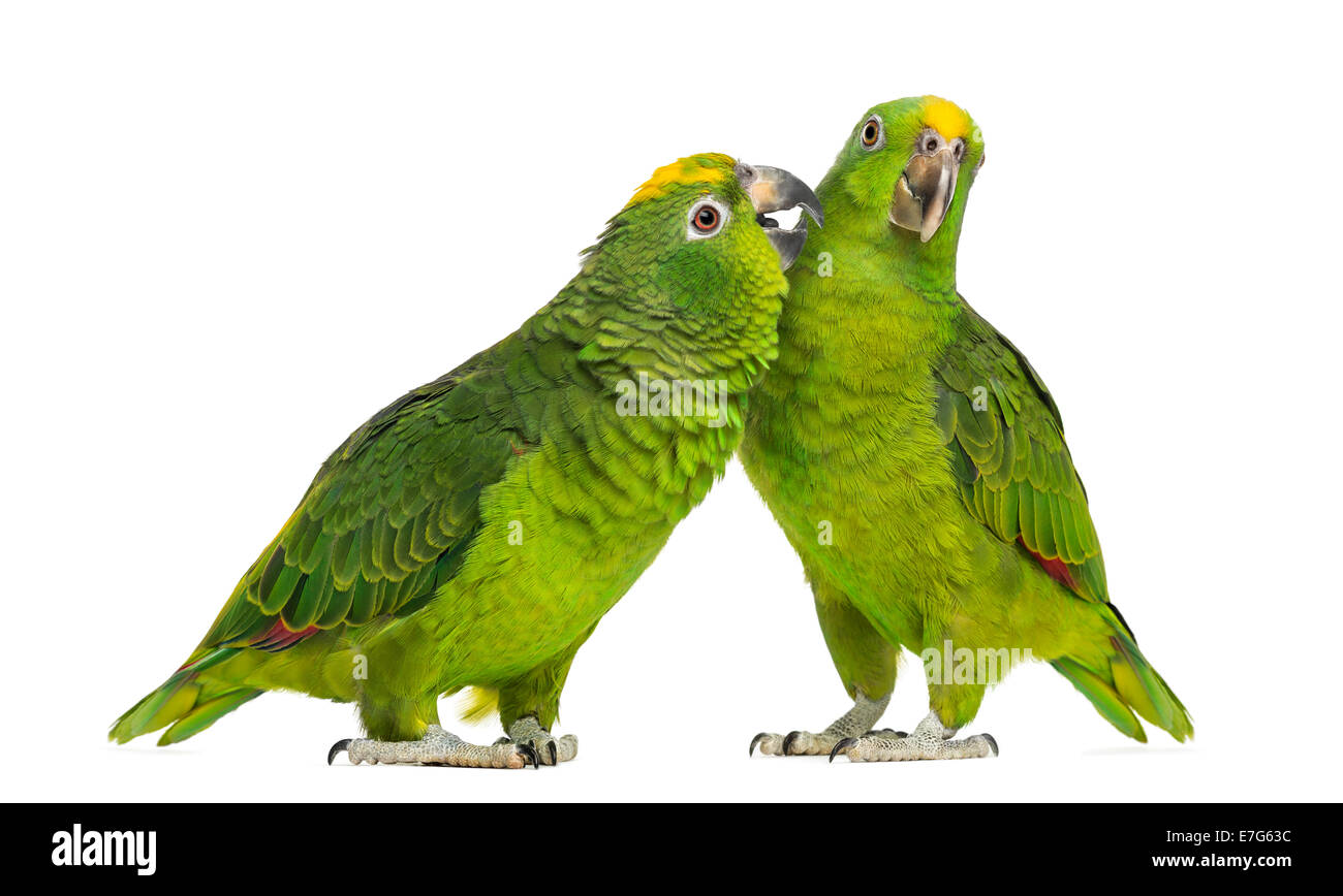 Panama Amazon und gelb gekrönte Amazon Papageien picken, isoliert auf weiss Stockfoto