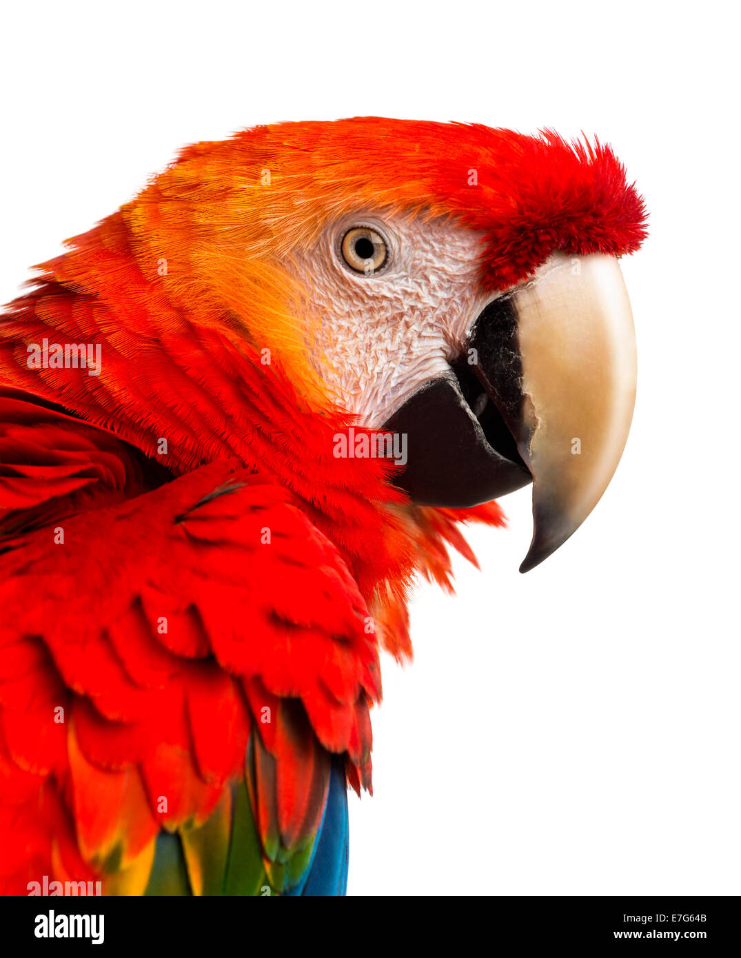 Nahaufnahme von einem hellroten Aras (4 Jahre alt), vor einem weißen Hintergrund Stockfoto