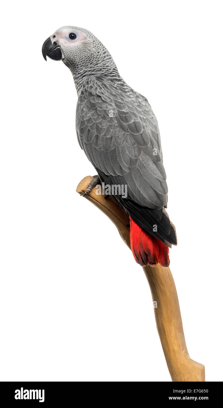 Afrikanisches Grau-Papagei (3 Monate alt) thront auf einem Ast, isoliert auf weiss Stockfoto