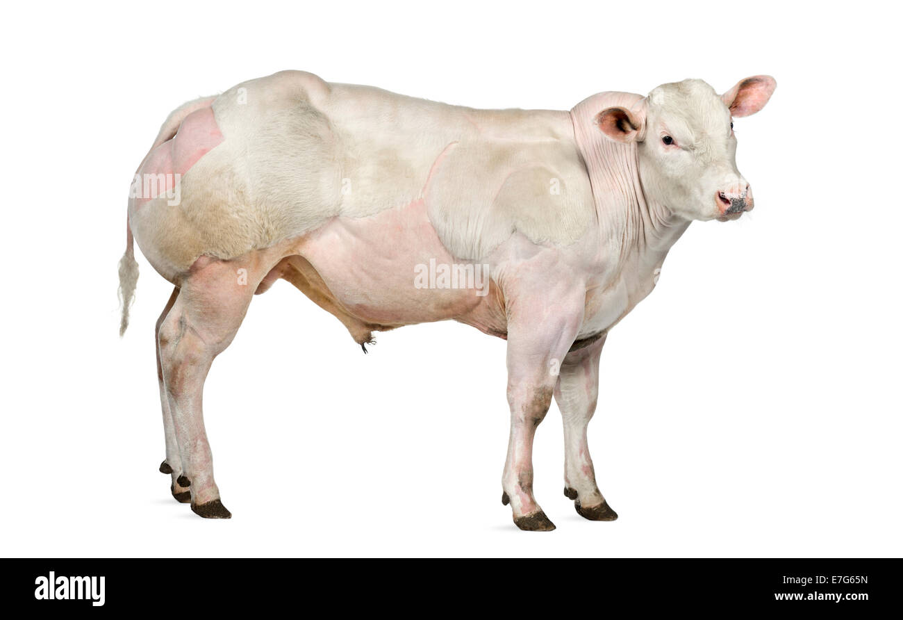 Belgische blaue Bull (8 Monate alt) vor weißem Hintergrund Stockfoto Belgische blaue Bull (8 Monate alt) vor weißem Hintergrund Stockfoto