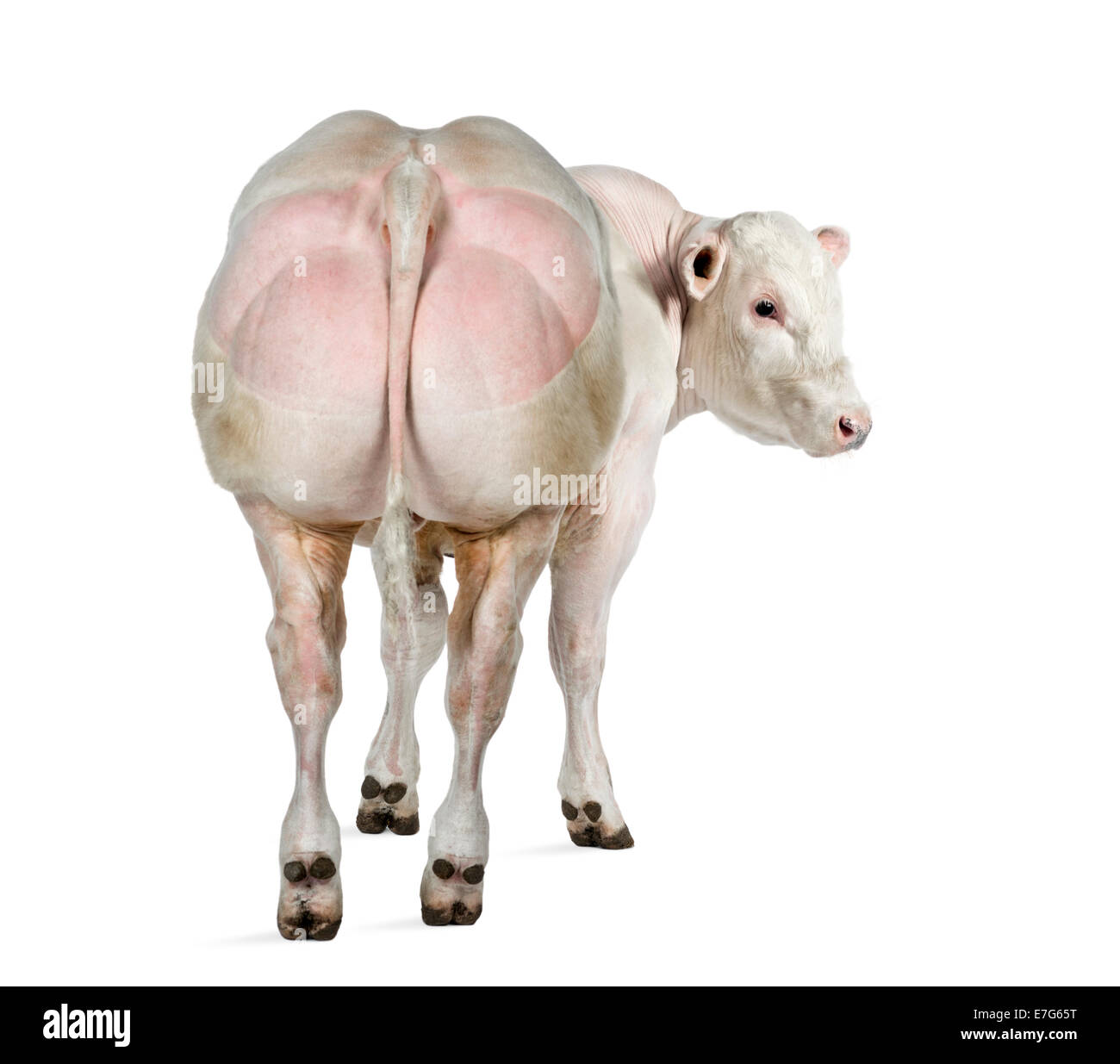 Belgische blaue Bull (8 Monate alt) vor weißem Hintergrund Stockfoto Belgische blaue Bull (8 Monate alt) vor weißem Hintergrund Stockfoto