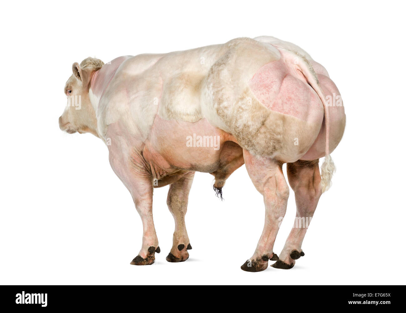 Belgische blaue Bull (8 Monate alt) vor weißem Hintergrund Stockfoto Belgische blaue Bull (8 Monate alt) vor weißem Hintergrund Stockfoto