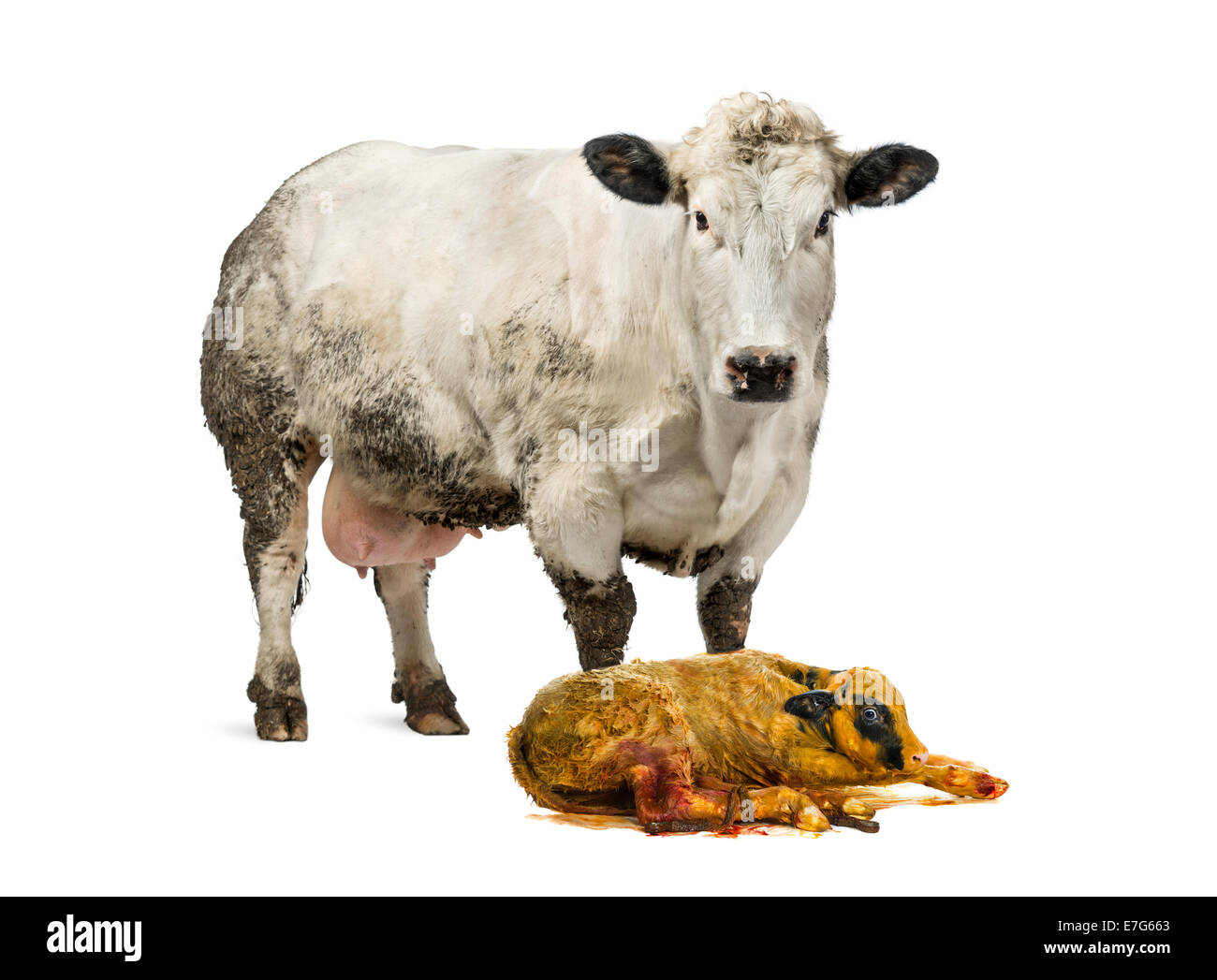 Belgische blaue Kuh und Kalb stand vor weißem Hintergrund Stockfoto Belgische blaue Kuh und Kalb stand vor weißem Hintergrund Stockfoto