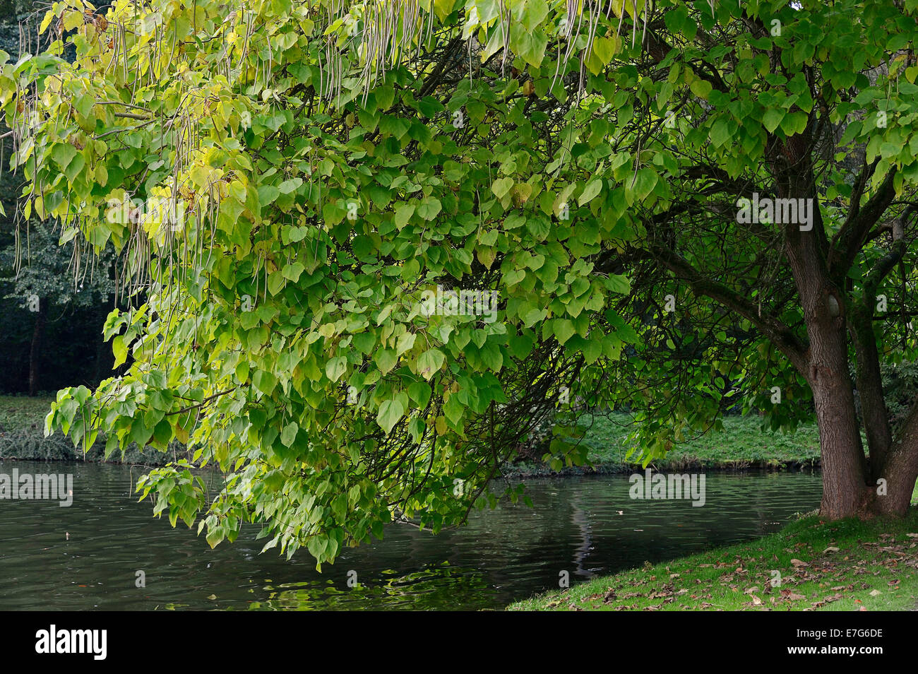 Südlichen Catalpa, Zigarre Baum oder indischen Bean Tree (Catalpa Bignonioides, Catalpa Syringifolia), North Rhine-Westphalia, Germany Stockfoto