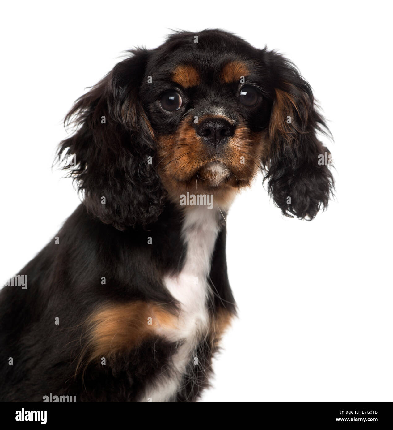Nahaufnahme eines Cavalier King Charles Spaniel Welpen (4 Monate alt