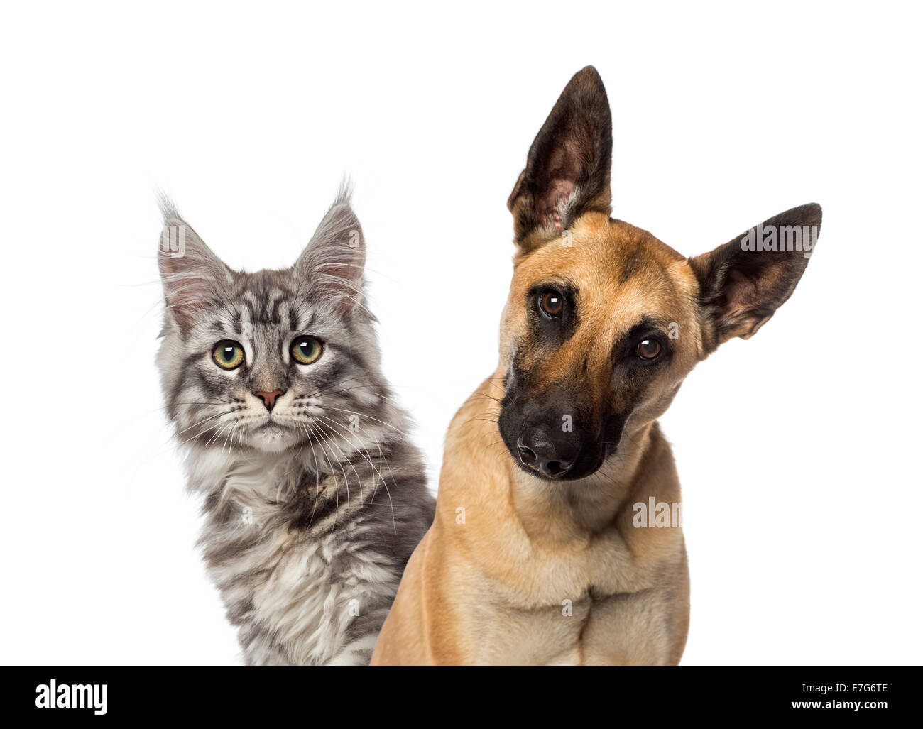 Nahaufnahme von einem belgischen Schäferhund und eine Katze vor weißem Hintergrund Stockfoto
