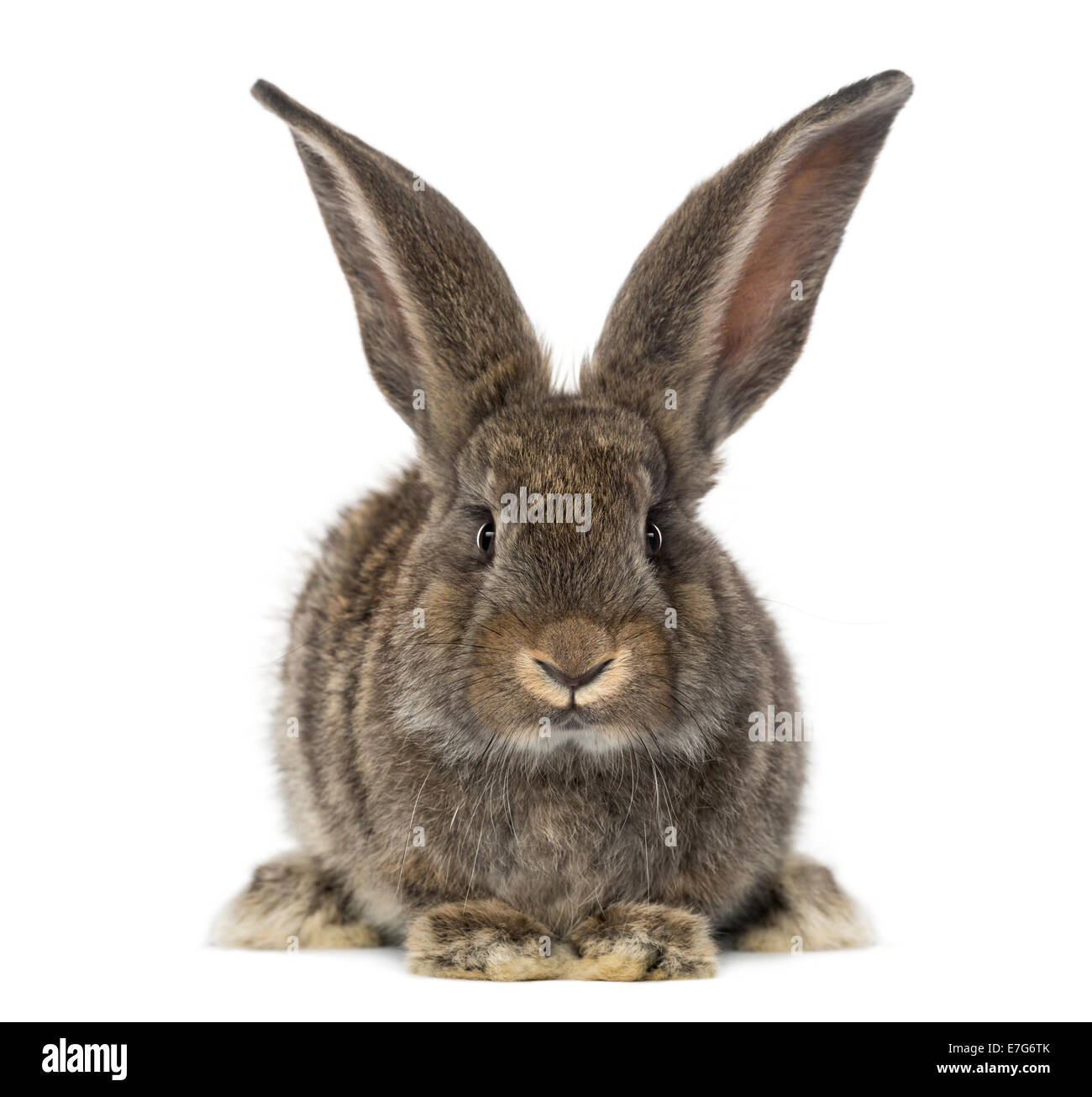 Kaninchen vor weißem Hintergrund Stockfoto