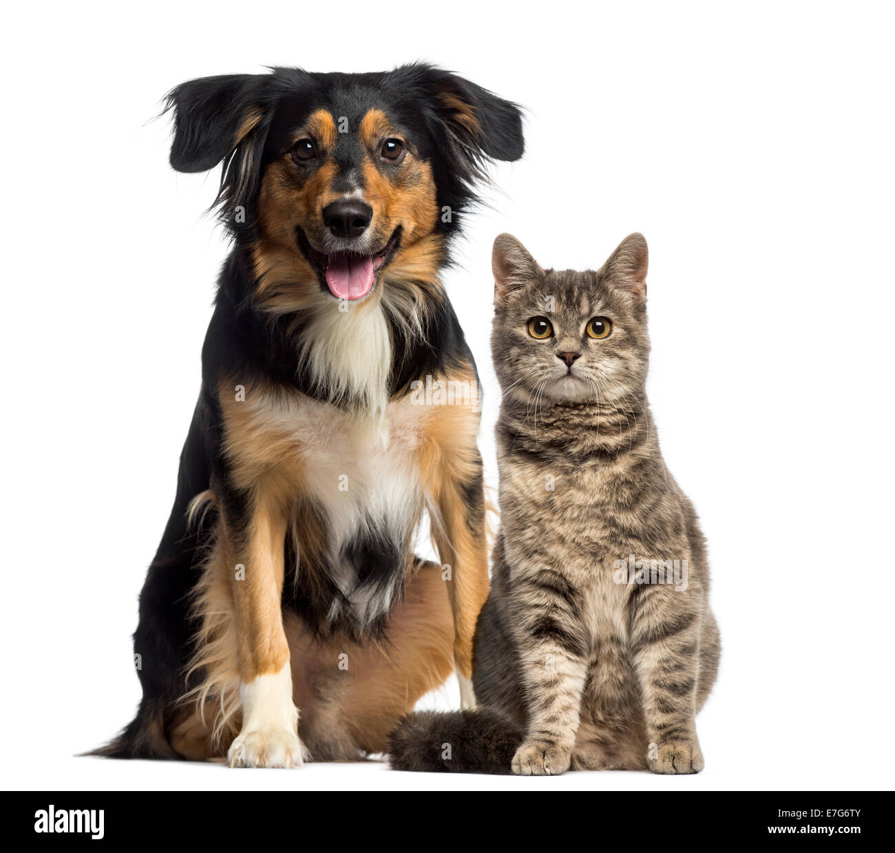Katzen- und zusammensitzen vor weißem Hintergrund Stockfoto