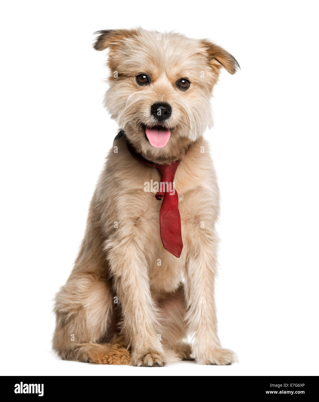 Pyrenäen-Schäferhund mit einer Krawatte (3 Jahre alt) vor einem weißen Hintergrund Stockfoto