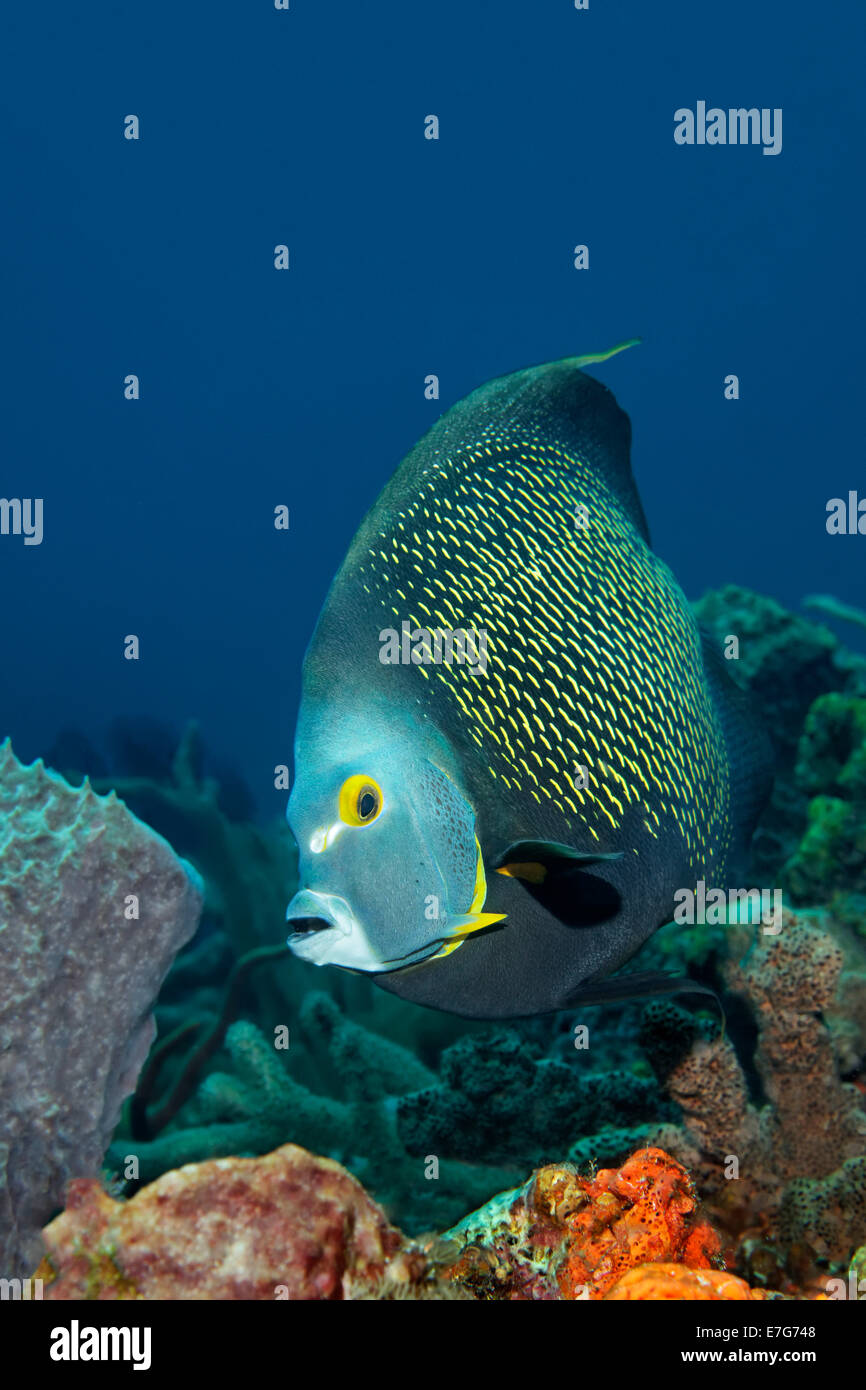 Französischer Kaiserfisch (Pomacanthus Paru) über dem Korallenriff, Little Tobago, Trinidad und Tobago Stockfoto