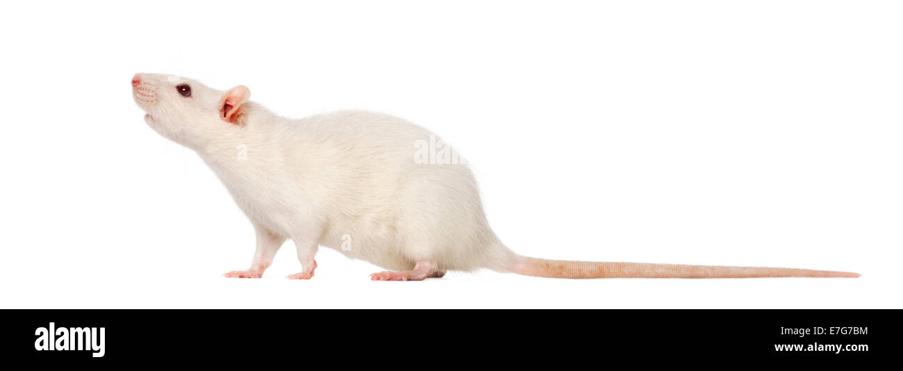 Ratte (8 Monate alt) vor weißem Hintergrund Stockfoto