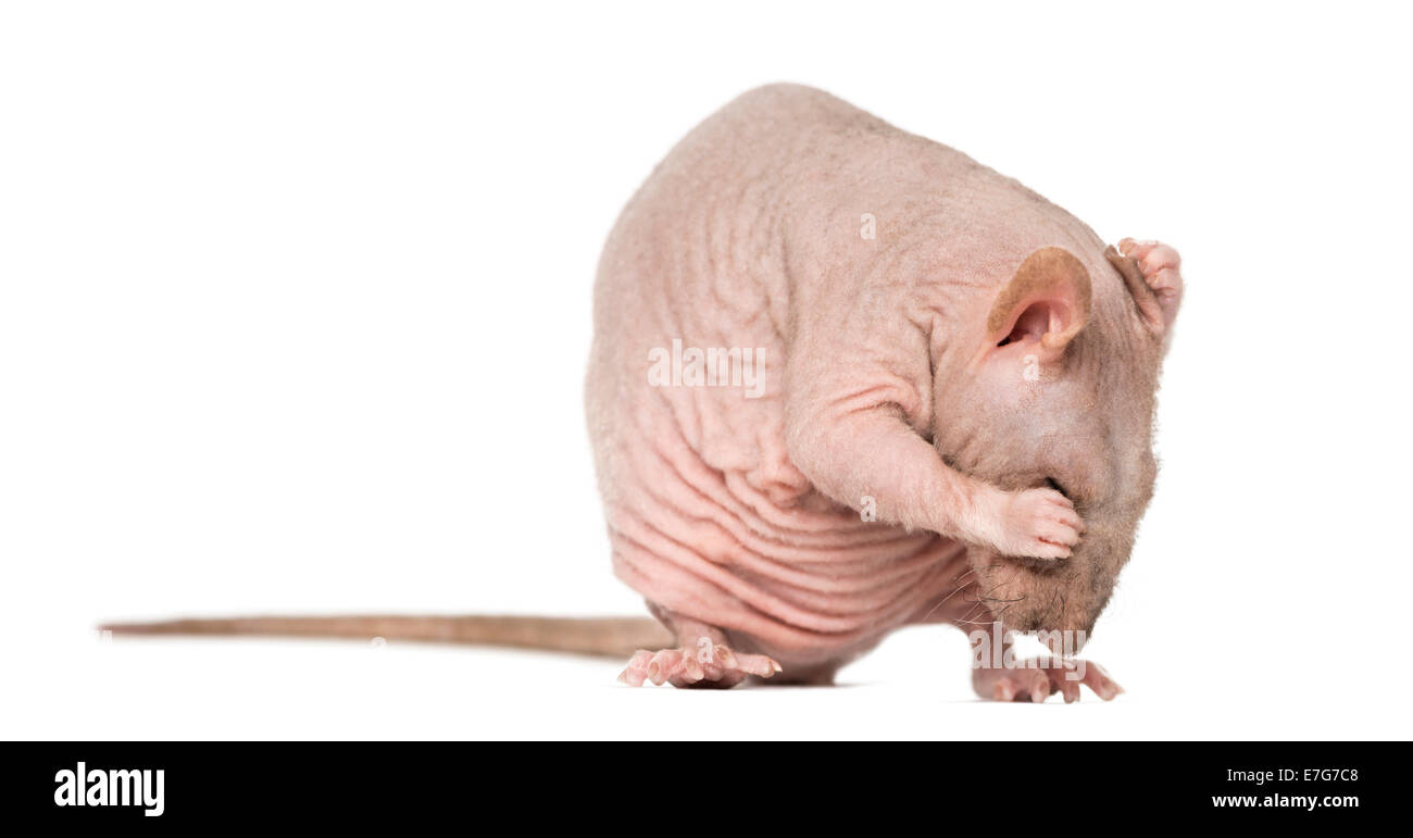 Unbehaart Ratte, Rattus Norvegicus, vor weißem Hintergrund Stockfoto