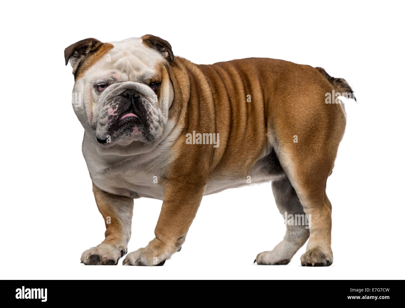 Englische Bulldogge (3 Jahre alt) vor einem weißen Hintergrund Stockfoto