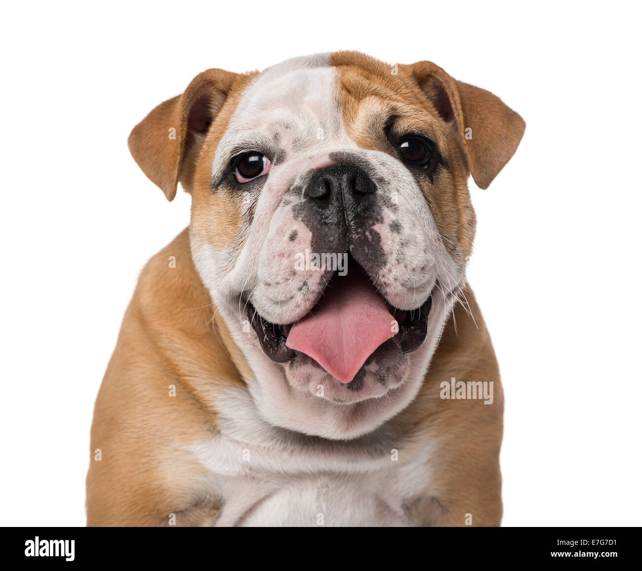 Englische Bulldogge Welpen (4 Monate alt) vor weißem Hintergrund Stockfoto