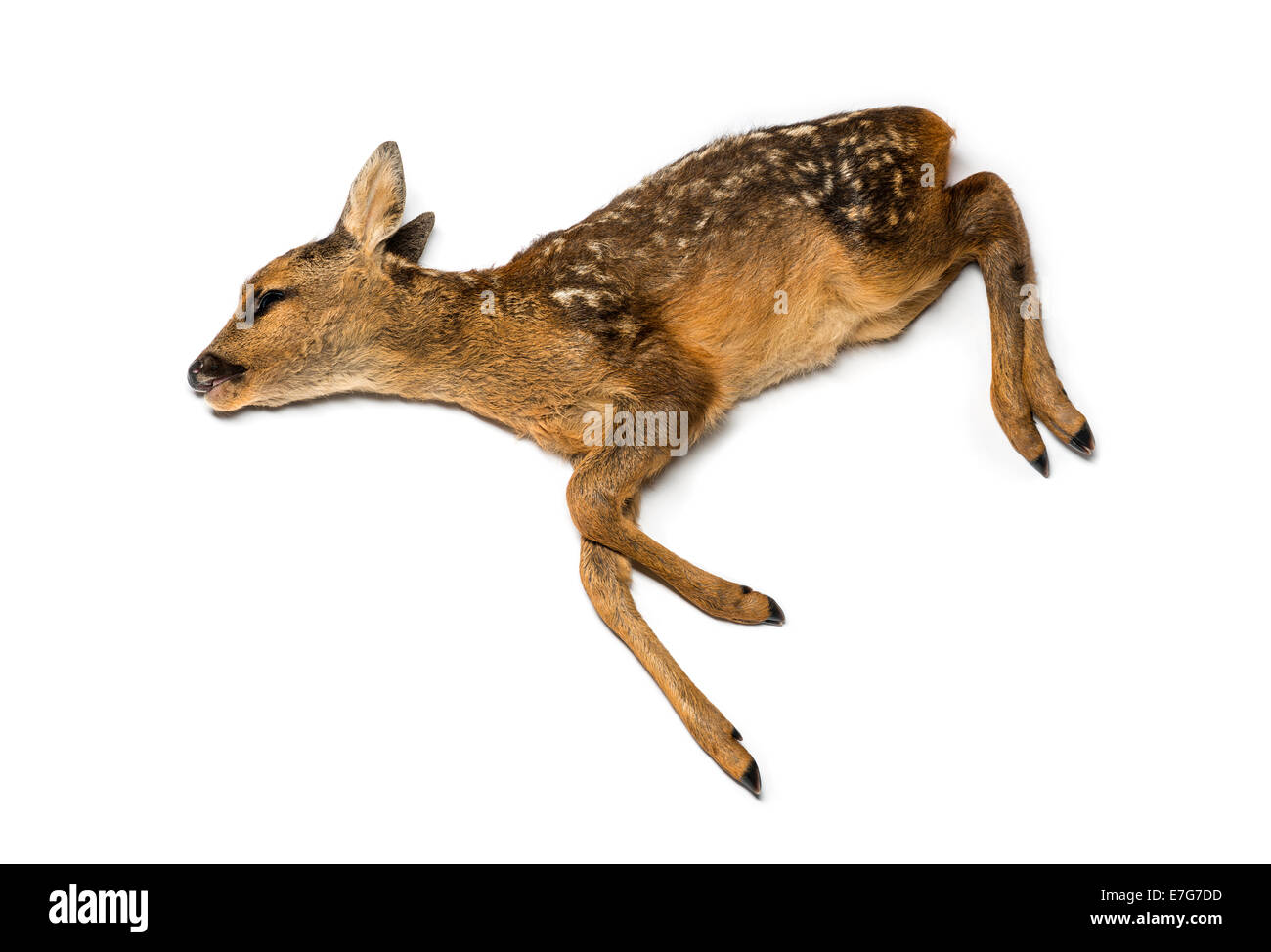 Totes Reh vor weißem Hintergrund Stockfoto