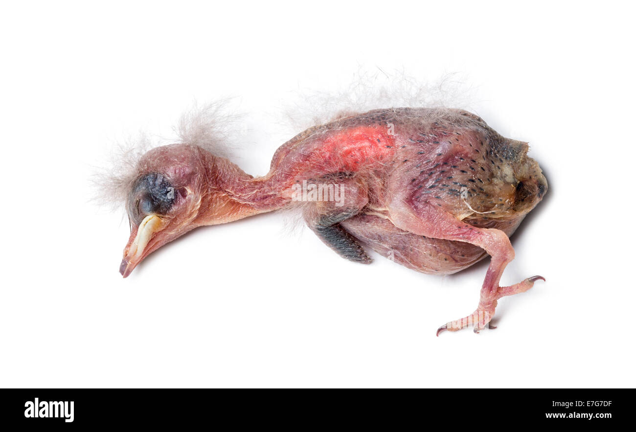 Toten jungen Haussperling, Passer Domesticus, vor weißem Hintergrund Stockfoto