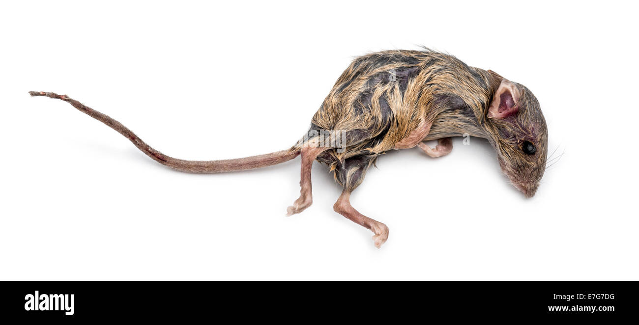 Tote Maus vor weißem Hintergrund Stockfoto