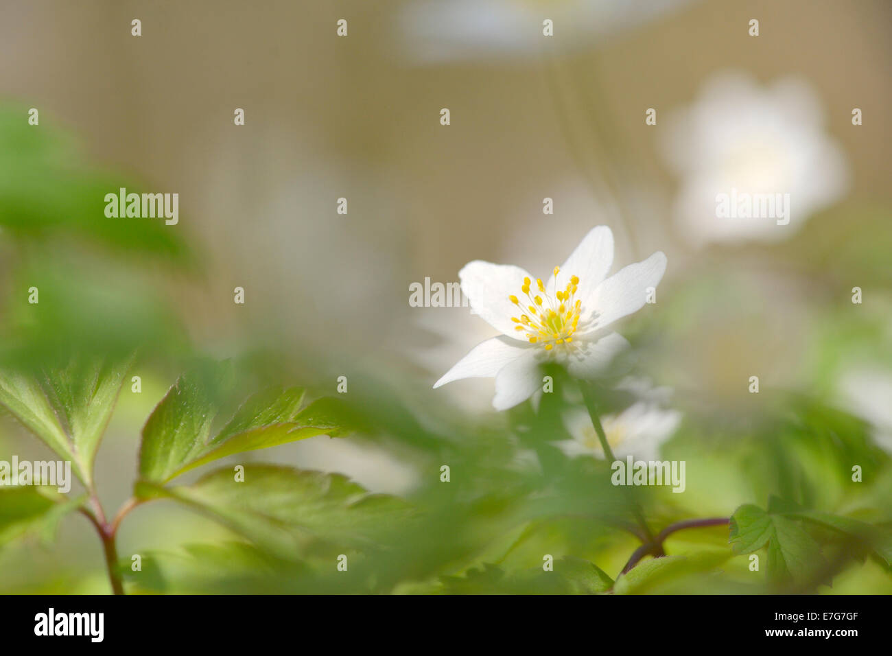 Buschwindröschen (Anemone Nemorosa) hautnah mit geringen Schärfentiefe. Stockfoto